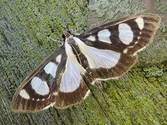 Glyphodes quadrimaculalis