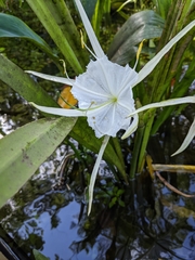 Hymenocallis rotata