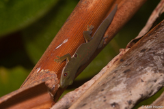 Phelsuma quadriocellata