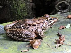 Lithobates magnaocularis