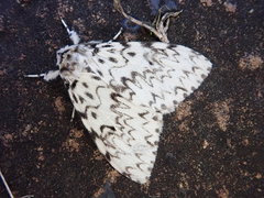 Lymantria minomonis