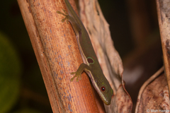 Phelsuma quadriocellata