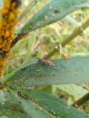 Phylloscyrtus
