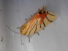 Camptoloma interiorata