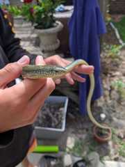 Ophisaurus ventralis