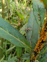 Phylloscyrtus