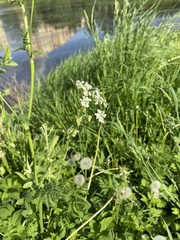 Anthriscus sylvestris