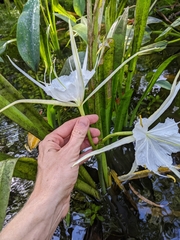 Hymenocallis rotata