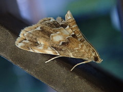 Elophila turbata