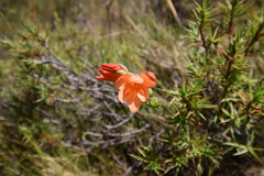 Gladiolus brevitubus