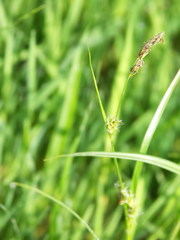 Carex hirta