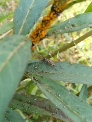 Phylloscyrtus