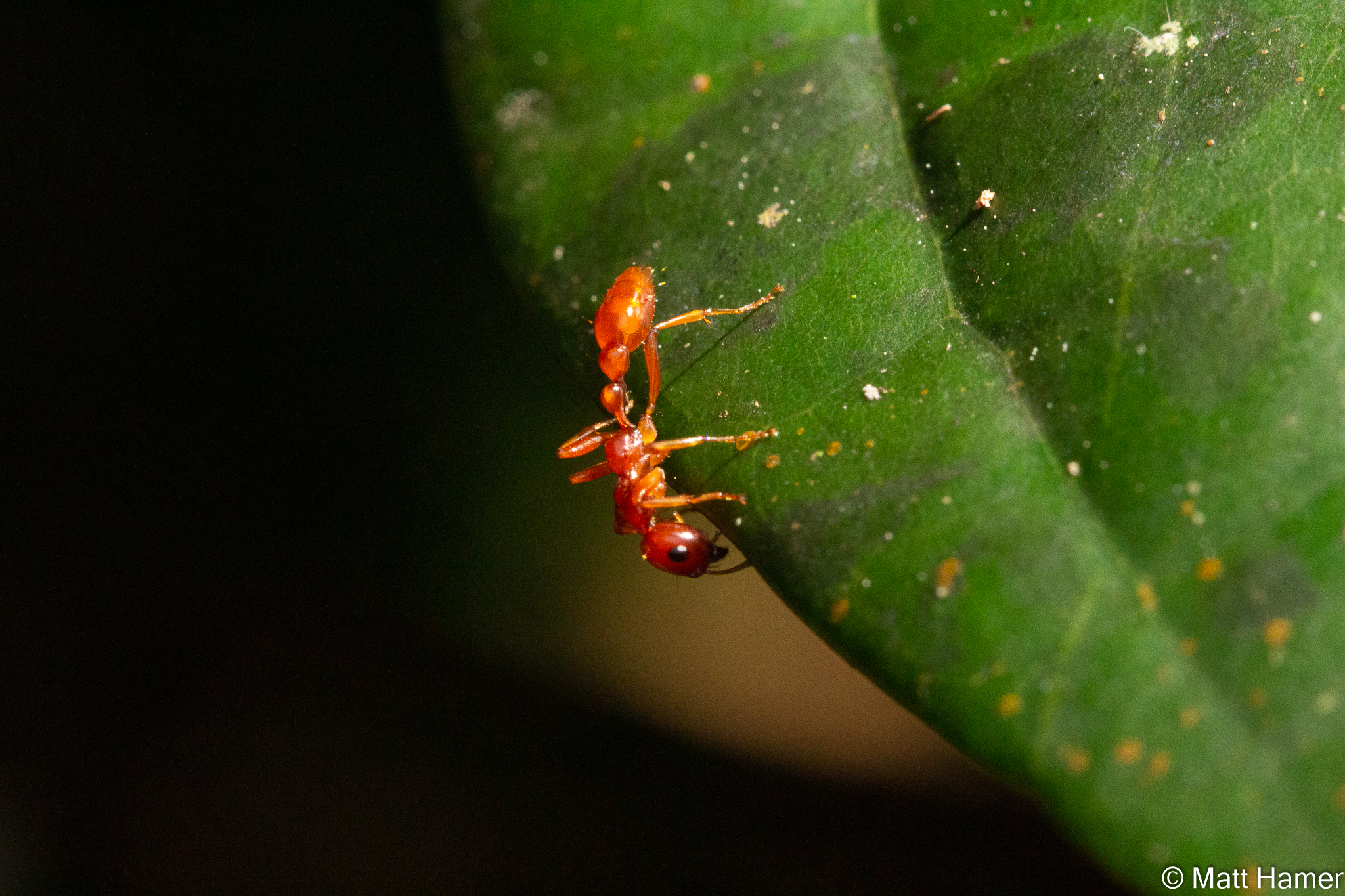Tetraponera grandidieri