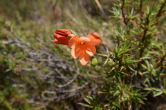 Gladiolus brevitubus