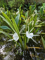 Hymenocallis rotata
