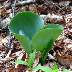 Platanthera orbiculata