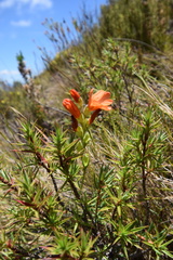 Gladiolus brevitubus