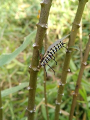 Danaus gilippus