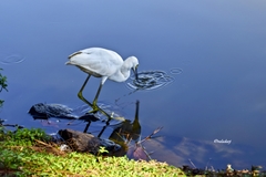 Egretta thula