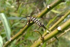 Danaus gilippus