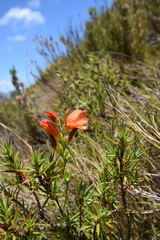 Gladiolus brevitubus