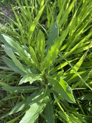 Cirsium arvense
