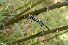 Danaus gilippus