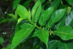 Ficus cumingii terminalifolia
