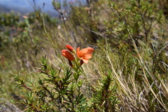 Gladiolus brevitubus