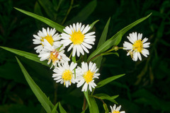 Symphyotrichum lanceolatum lanceolatum