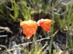 Gladiolus brevitubus
