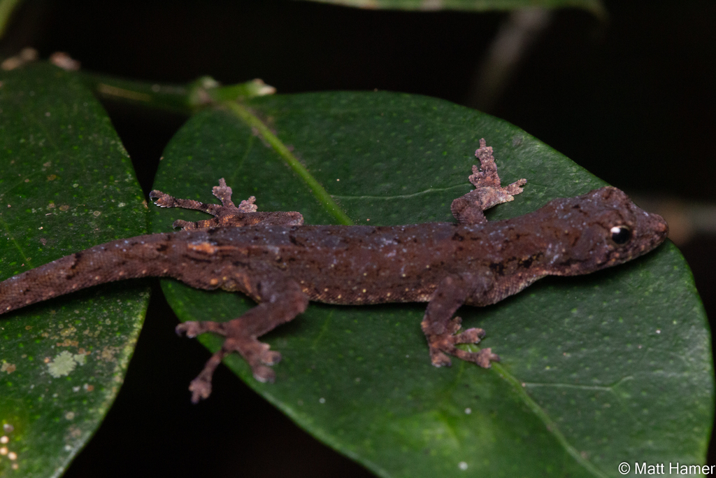 Guibe's Dwarf Day Gecko