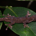 Lygodactylus guibei - Photo (c) Matt Hamer, algunos derechos reservados (CC BY-NC), subido por Matt Hamer