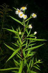 Symphyotrichum lanceolatum lanceolatum