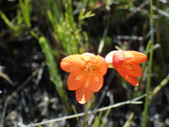 Gladiolus brevitubus