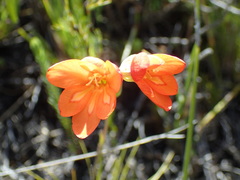 Gladiolus brevitubus
