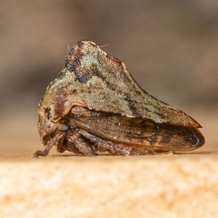 Telamona ampelopsidis
