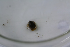 Ancylus fluviatilis