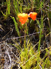 Gladiolus brevitubus