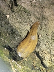 Whitmania pigra