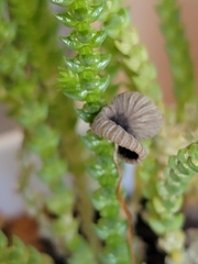 Fungi