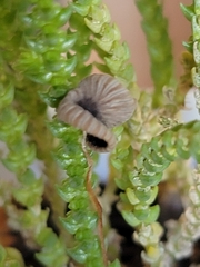 Fungi