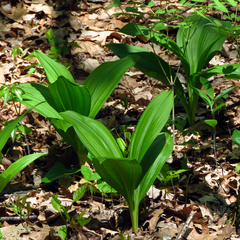 Veratrum parviflorum