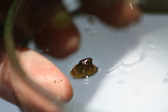 Ancylus fluviatilis
