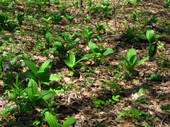 Veratrum parviflorum