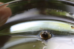 Ancylus fluviatilis