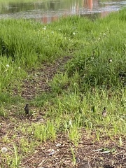 Sturnus vulgaris