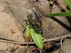 Merodon armipes
