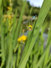 Ischnura elegans