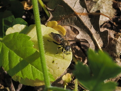 Merodon armipes